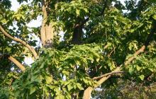 Катальпа: посада и уход, виды и сорта Как называется дерево с зелеными висящими сосульками